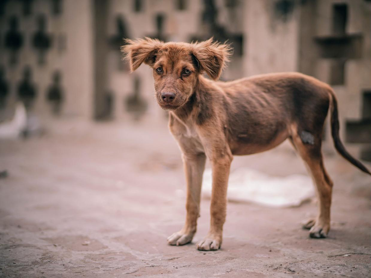 Chiens De Roumanie Les Pattes Et Vous