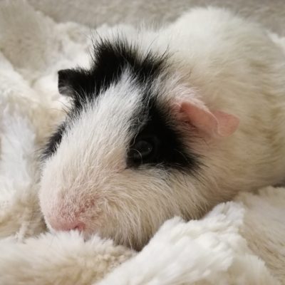 Cochon-d'inde-jeux-connaissance-accueil-atelier