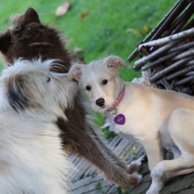conseils-accueil-chiot-famille-alsace-moselle