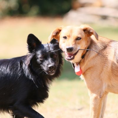 education-canine-sociabilisation-alsace-vosges-du-nord