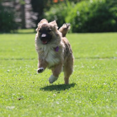 promenade-ballade-chien-alsace-moselle