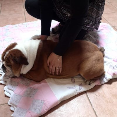 massage apaisante pour georges le bulldog anglais